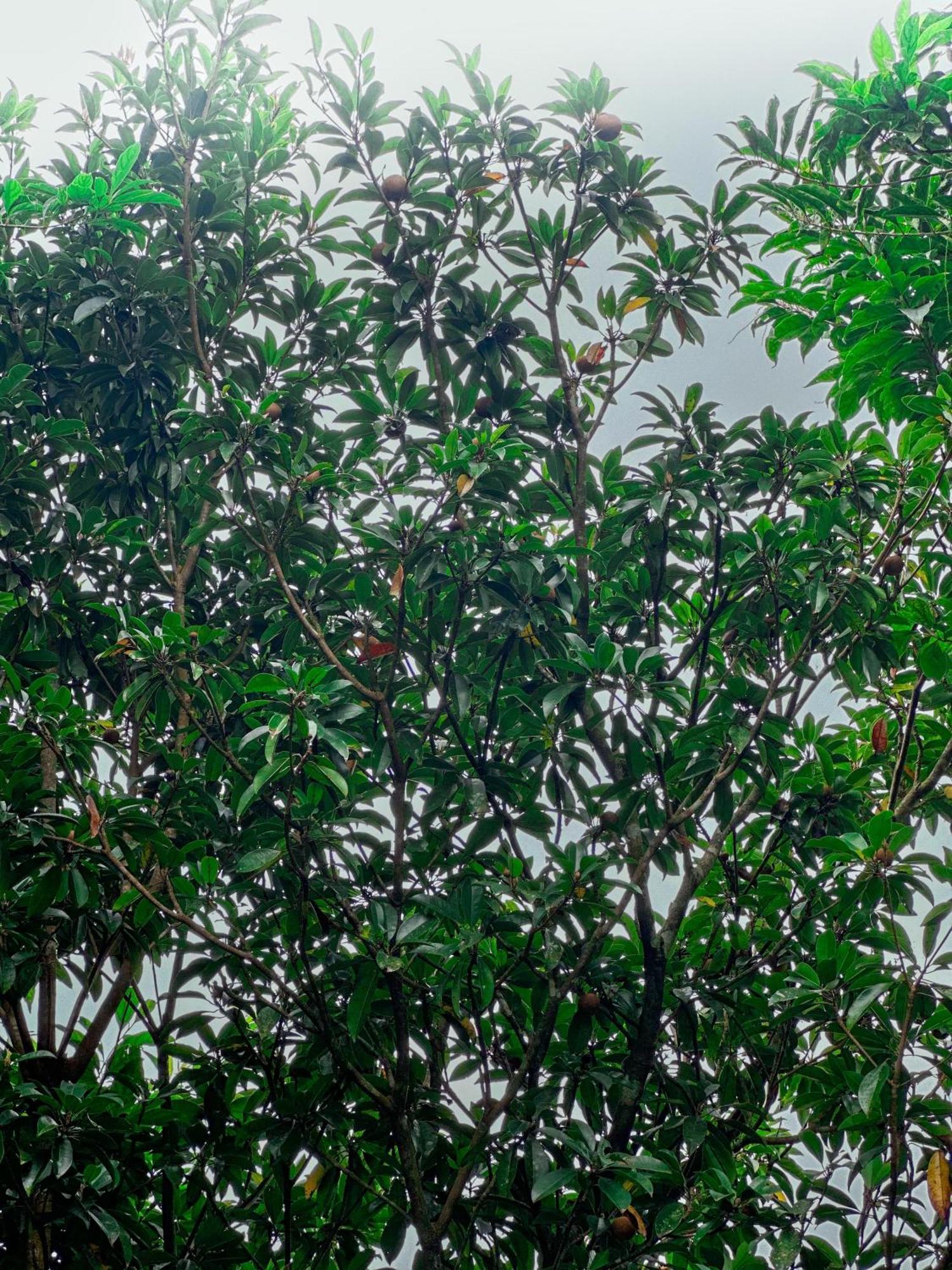 ויטירי Janiro Tea Trees Villas מראה חיצוני תמונה