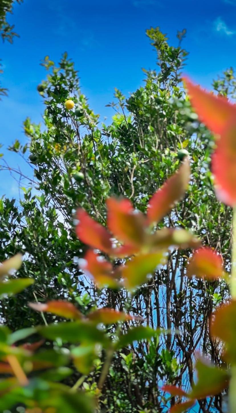 ויטירי Janiro Tea Trees Villas מראה חיצוני תמונה