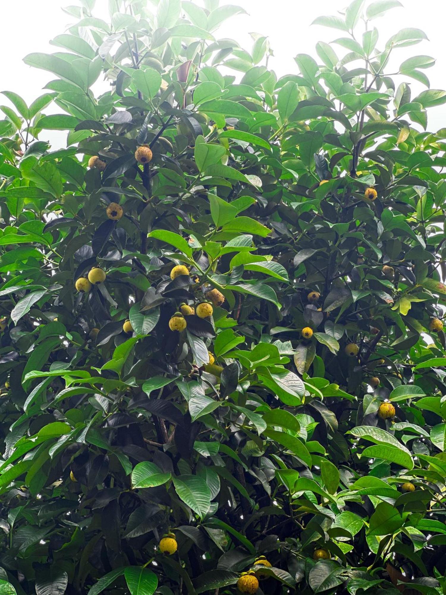 ויטירי Janiro Tea Trees Villas מראה חיצוני תמונה